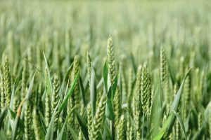 Agricoltura e finanza: ecco &ldquo;Finance for Food One&rdquo;, fondo che punta a 200 milioni di euro