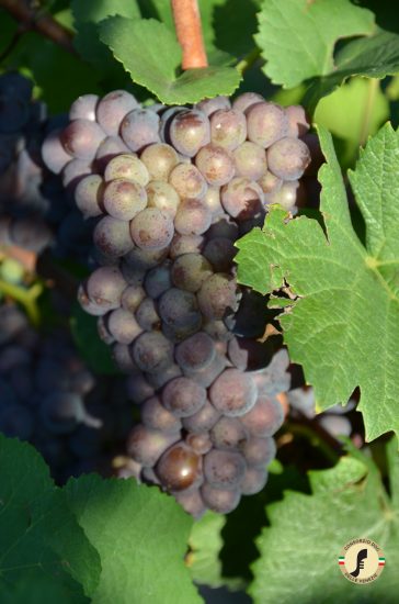 Il Pinot Grigio delle Venezie
