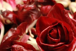 Radicchio Rosa di Gorizia