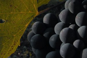 “Sanguis Jovis”, l’Alta Scuola del Sangiovese della Fondazione Banfi si fa internazionale