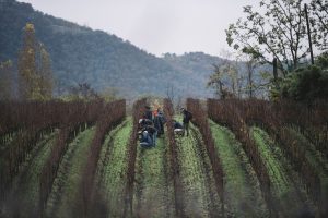 Dal Friuli alle vigne top del mondo: il metodo di potatura Simonit&Sirch. Al via i nuovi corsi