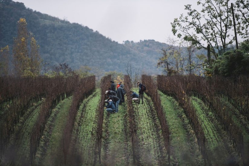 Al via i corsi di Potatura di Simonit&Sirch, metodo che dal Friuli ha conquistato il mondo