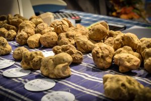 Tartufo Bianco di Alba, premesse per una buona annata, con quotazioni in linea con il 2018