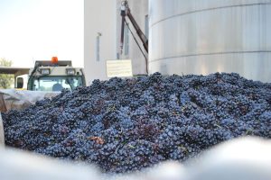Impressioni di vendemmia, con una 2019 “classica” nei tempi, poco generosa ma eccellente in qualità Impressioni di vendemmia, con una 2019 “classica” nei tempi, poco generosa ma eccellente in qualità