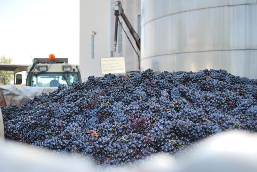 Vendemmia, secondo le cooperative del vino produzione in calo del 20-25%