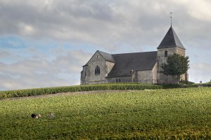 Champagne, vendemmia 2019 &ldquo;eccezionale&rdquo;, nonostante (o grazie) al climate change