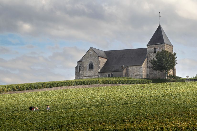I filari in Champagne