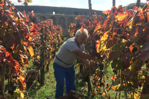 Tra archeologia e viticoltura, torna la vendemmia tra i filari delle rovine di Pompei