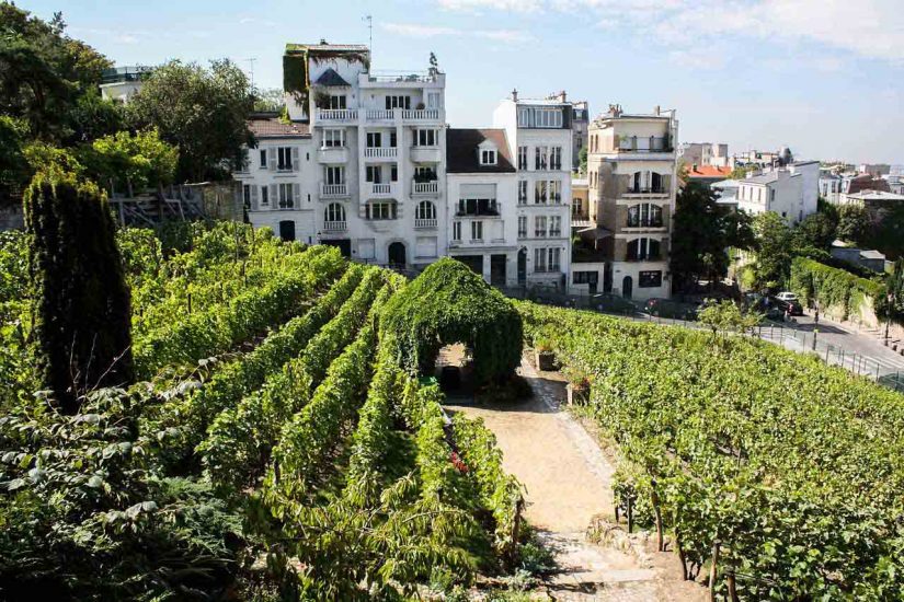 La vigna di Montmartre a Parigi