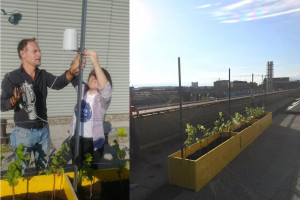 Le sperimentazioni sul vino adesso si fanno anche in città: a Torino nasce un vigneto 4.0