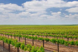 California, land of producers, consumers and wine lovers: the perfect destination for Italian wine?