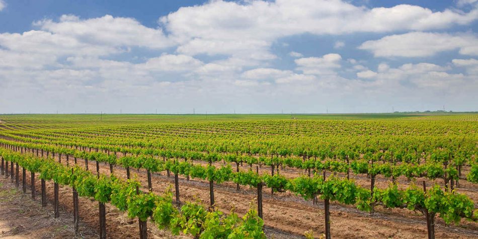 I vigneti della California