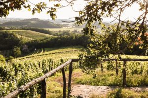 Ad esempio, il Friulano...