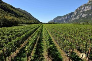 Pinot Grigio delle Venezie, riconosciuto dal Ministero il Consorzio della Doc più grande d’Italia Pinot Grigio delle Venezie, riconosciuto dal Ministero il Consorzio della Doc più grande d’Italia