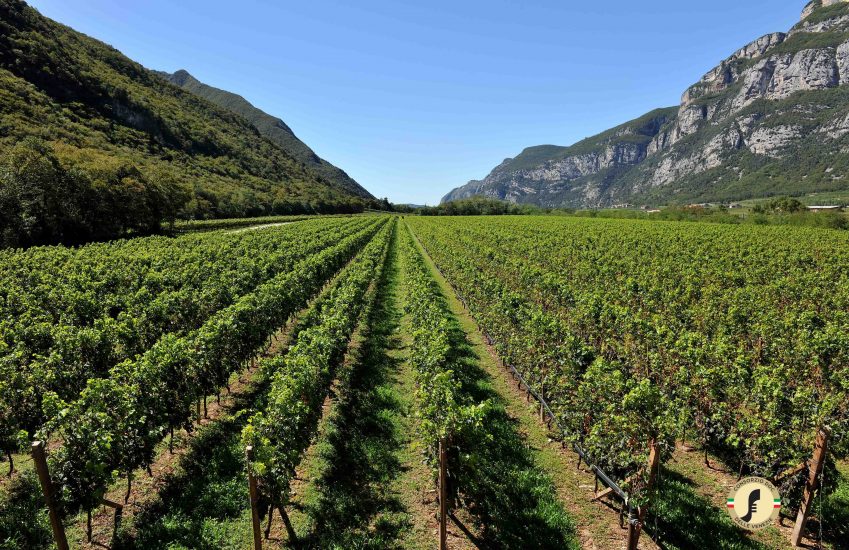 I vigneti di Pinot Grigio delle Venezie