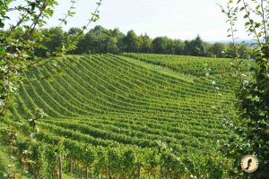 Wine, the success of the “whites”: in 2019, Pinot Grigio delle Venezie at +34%, Lugana at +27% Wine, the success of the “whites”: in 2019, Pinot Grigio delle Venezie at +34%, Lugana at +27%