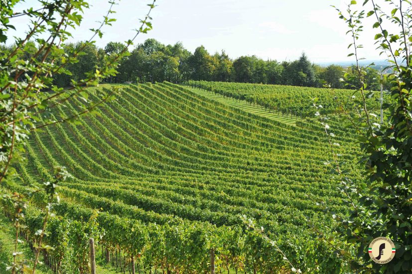 I vigneti del Pinot Grigio delle Venezie