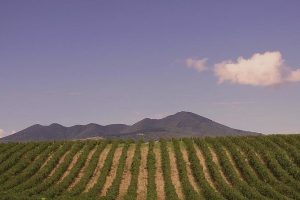 Il Vulture è la “Città Italiana del Vino” 2026: un riconoscimento alla sua cultura millenaria Il Vulture è la “Città Italiana del Vino” 2026: un riconoscimento alla sua cultura millenaria