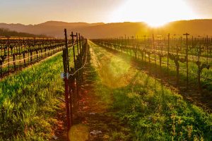 Il vino italiano guarda alla California, lo Stato del vino americano per eccellenza