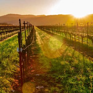 I vini etichettati come &ldquo;American&rdquo; dovranno essere prodotti solo con uve coltivate negli States