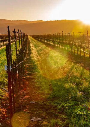 I vini etichettati come &ldquo;American&rdquo; dovranno essere prodotti solo con uve coltivate negli States