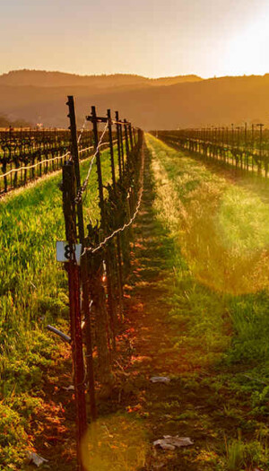 I vini etichettati come &ldquo;American&rdquo; dovranno essere prodotti solo con uve coltivate negli States