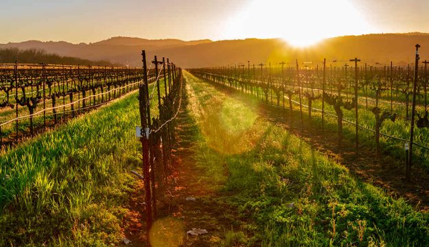 I vini etichettati come &ldquo;American&rdquo; dovranno essere prodotti solo con uve coltivate negli States