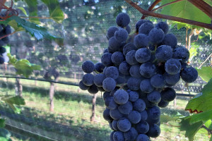 Di Franco Galvani “La Vigna Eccellente” 2019, il più bel vigneto del Marzemino, cantato da Mozart