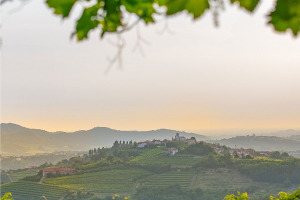 I Quaderni di WineNews - Il Collio