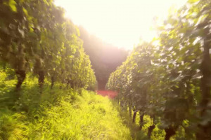 Dazi Usa: il vino italiano, per ora, &egrave; salvo. Ma gli States, fondamentali, preoccupano la filiera