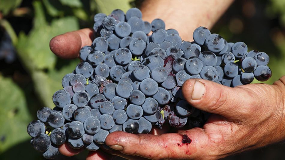Aglianico, il vitigno principe del Vulture e della Basilicata