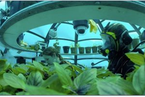 Pi&ugrave; aromatico e ricco di propriet&agrave;: &egrave; il &ldquo;superbasilico&rdquo; che cresce nei fondali marini della Liguria