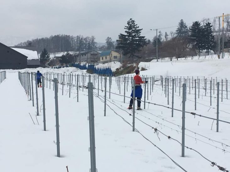 I vigneti coperti di neve di Camel Farm Winery in Giappone