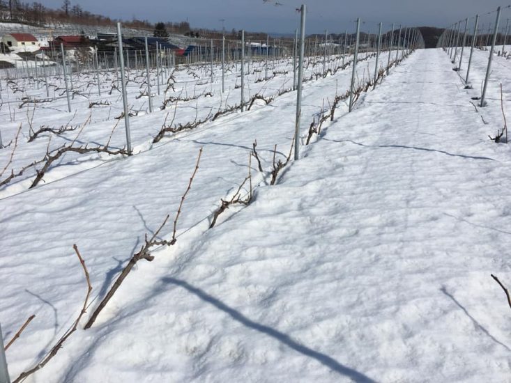 I vigneti coperti di neve di Camel Farm Winery in Giappone