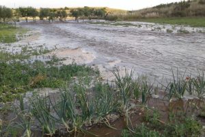 Coldiretti: “agricoltura il settore più colpito da maltempo: in 10 anni 14 miliardi di danni” Coldiretti: “agricoltura il settore più colpito da maltempo: in 10 anni 14 miliardi di danni”