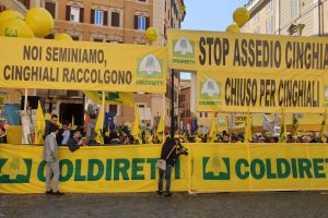 Coldiretti, emergenza animali selvatici: oltre 2 milioni in cinghiali, a rischio le coltivazioni