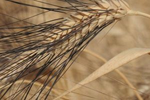 Grano Cappelli, l&rsquo;Antitrust multa la Sis, concessionaria esclusiva per la variet&agrave;