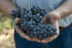 I vini biologici e biodinamici raccolgono punteggi superiori alle produzioni tradizionali I vini biologici e biodinamici raccolgono punteggi superiori alle produzioni tradizionali