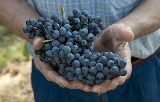 CAMERE DI COMMERCIO, HARVEST, prices of grapes, News