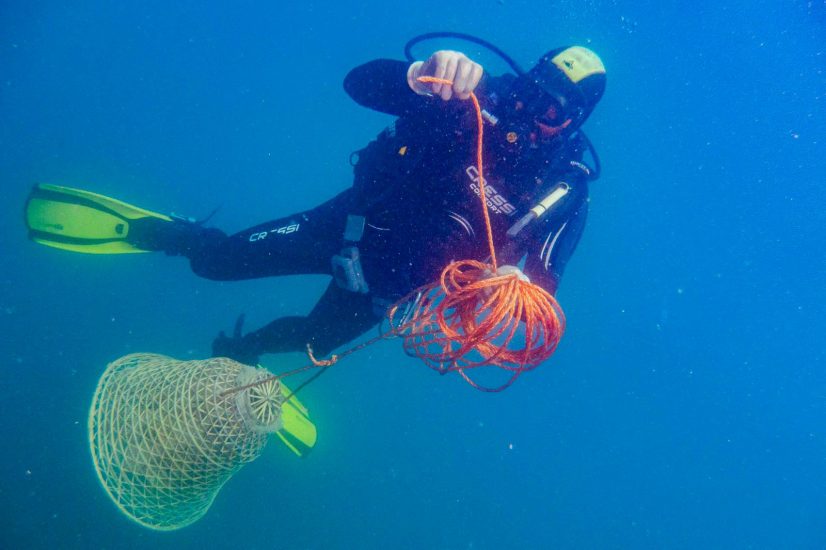 Nesos, il vino marino ottenuto da Ansonica vinificata come 2.500 anni fa