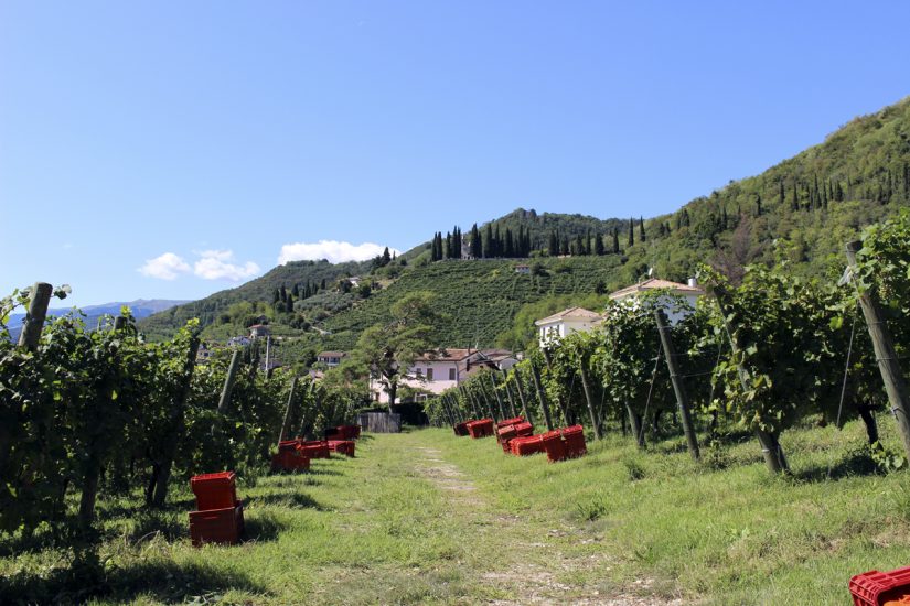 I vigneti di Nino Franco