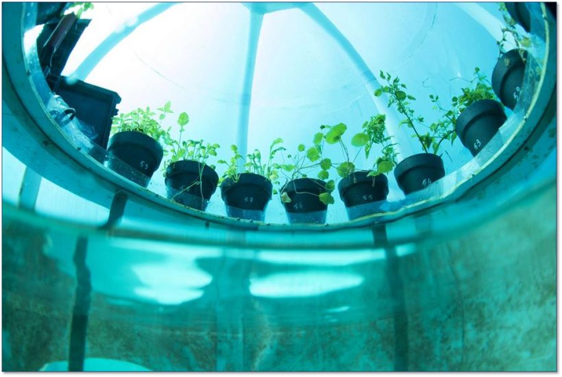 Il basilico coltivato sotto al mare negli Orti di Nemo in Liguria