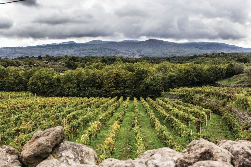La tenuta Tascante di Tasca d’Almerita