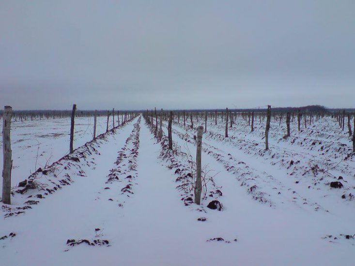 I vigneti di Vidernikov Winery in Russia, sotterrati per proteggerli dal gelo