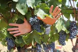Dall’Alto Adige alla Sicilia, l’uva è in cantina: le parole di produttori ed enologi Dall’Alto Adige alla Sicilia, l’uva è in cantina: le parole di produttori ed enologi