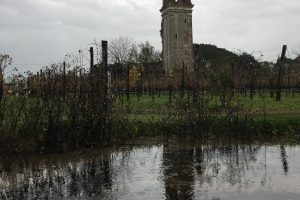 Le vigne di Venezia dopo l’acqua alta. Bisol: “a Venissa lavate giorno e notte le piante una ad una” Le vigne di Venezia dopo l’acqua alta. Bisol: “a Venissa lavate giorno e notte le piante una ad una”