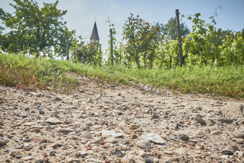 Il terreno su cui è stata ricostruita la vigna di Venissa