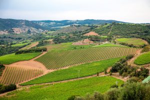 Chianti, following in the footsteps of Chianti Classico, launches its “Gran Selezione”