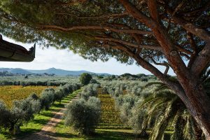 Il segreto di Bolgheri