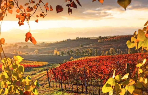 CREA, Italian vineyard, MIPAAF, QUOTATIONS, VINEYARDS, News